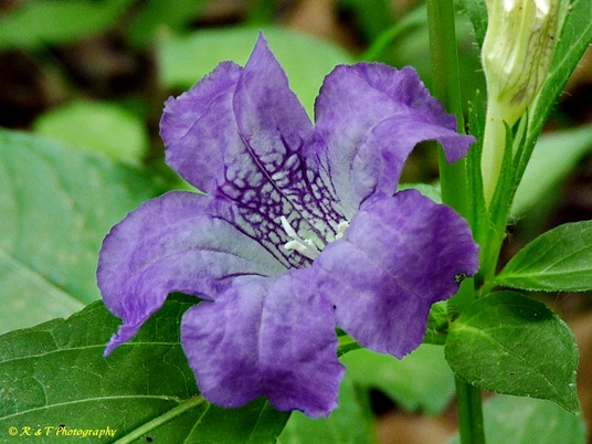 {Ruellia strepens}
